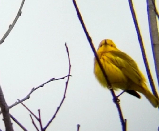 Yellow Warbler - ML618738086