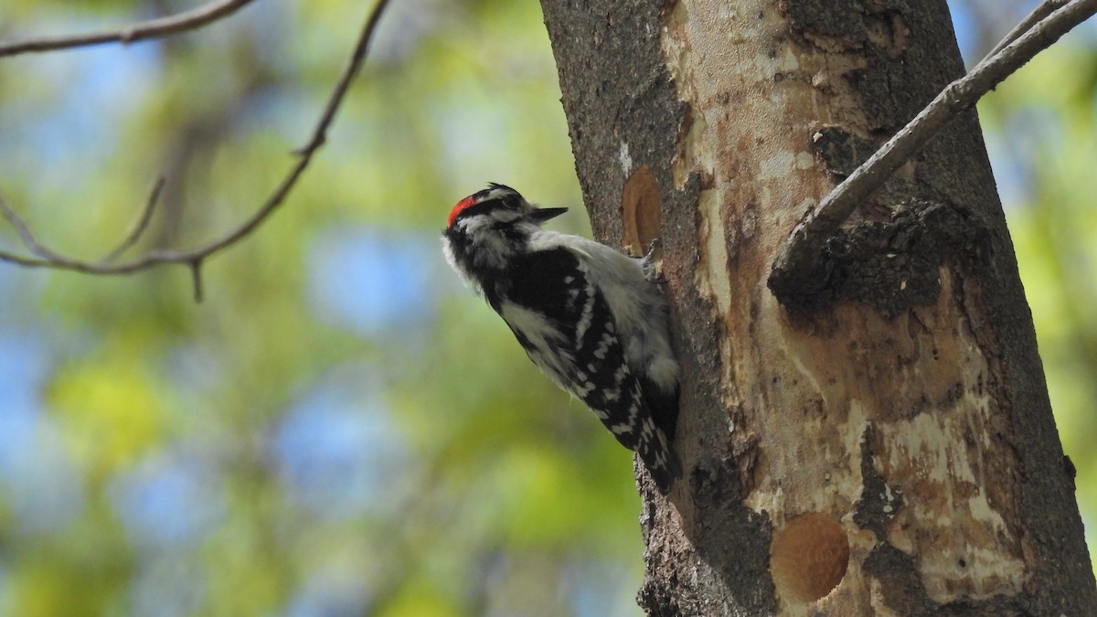 Downy Woodpecker - ML618738090
