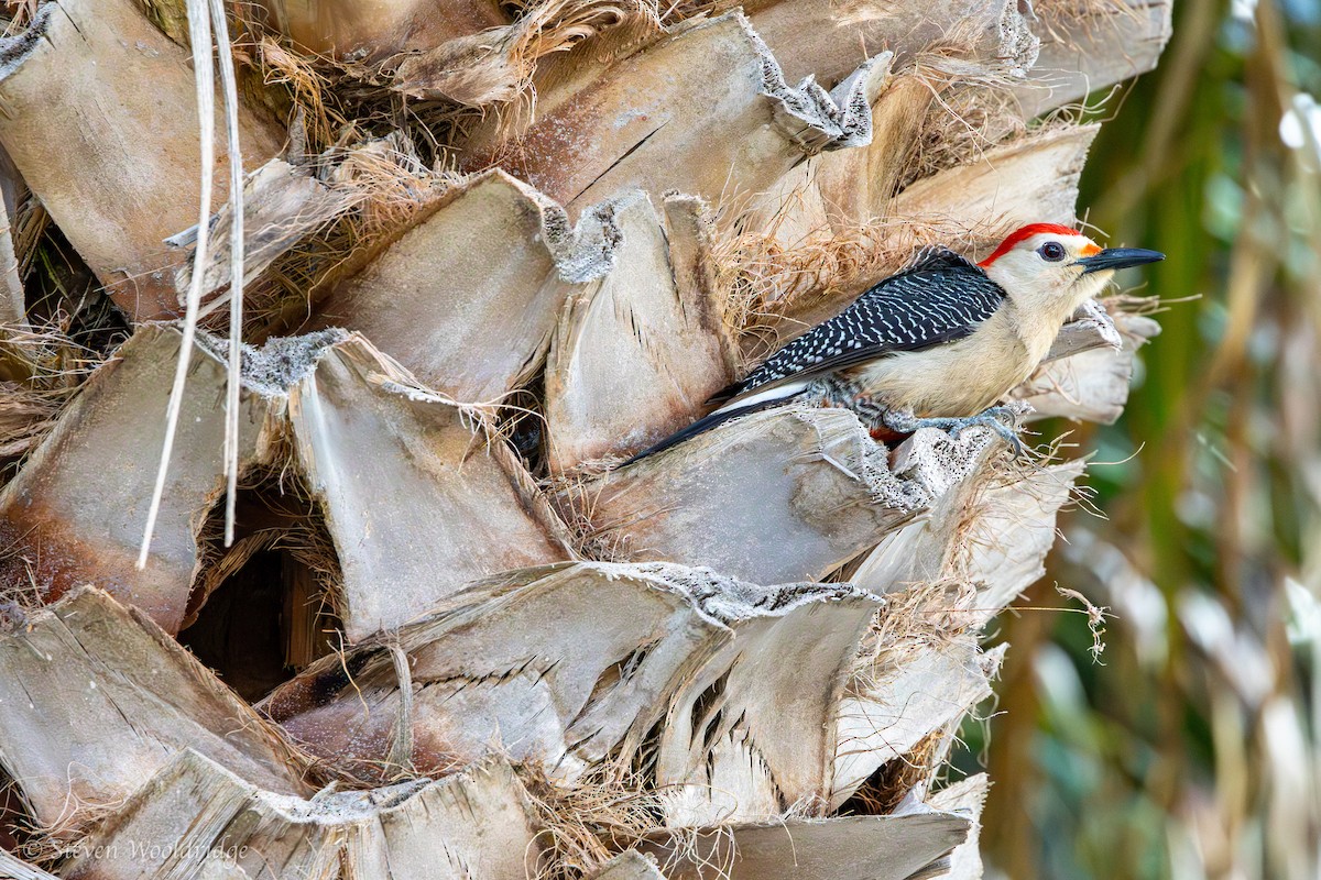 Yucatan Woodpecker - ML618738093