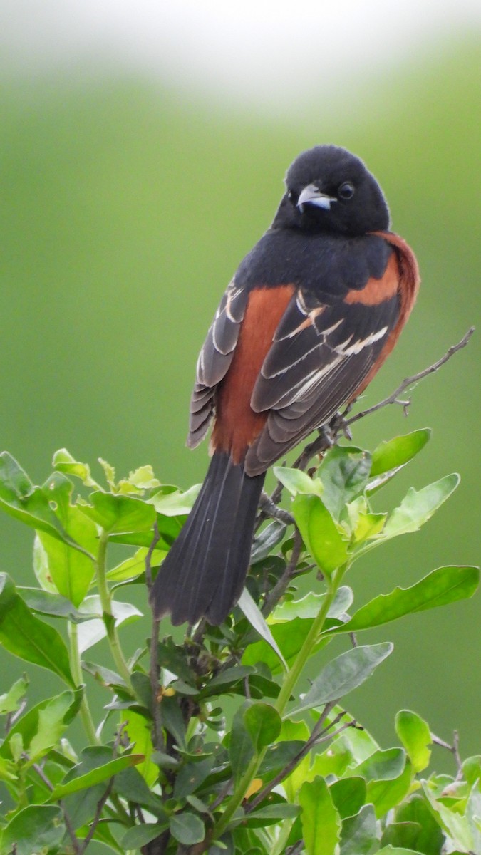 Orchard Oriole - ML618738101