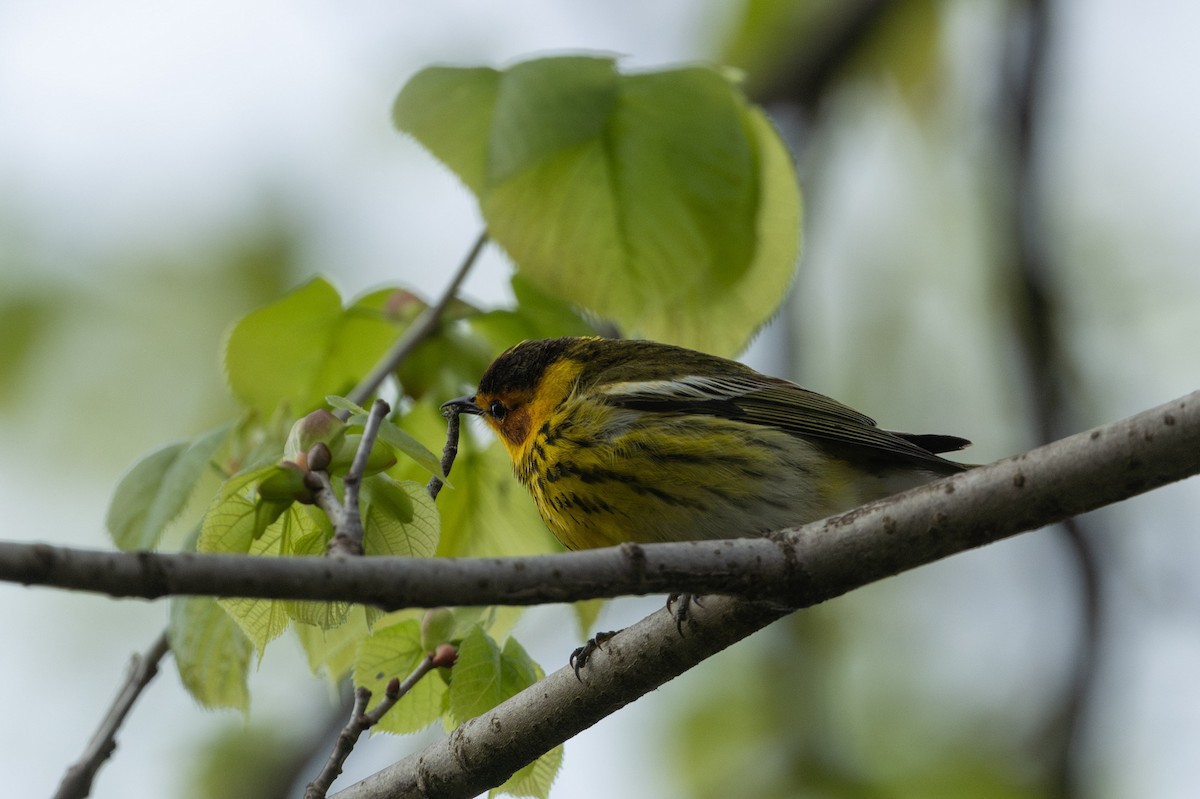 Cape May Warbler - ML618738113