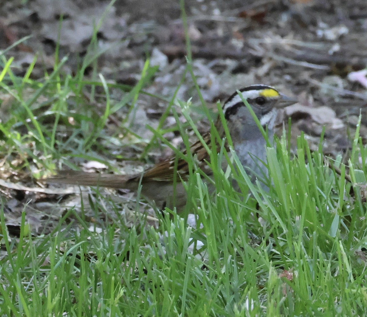White-throated Sparrow - ML618738129