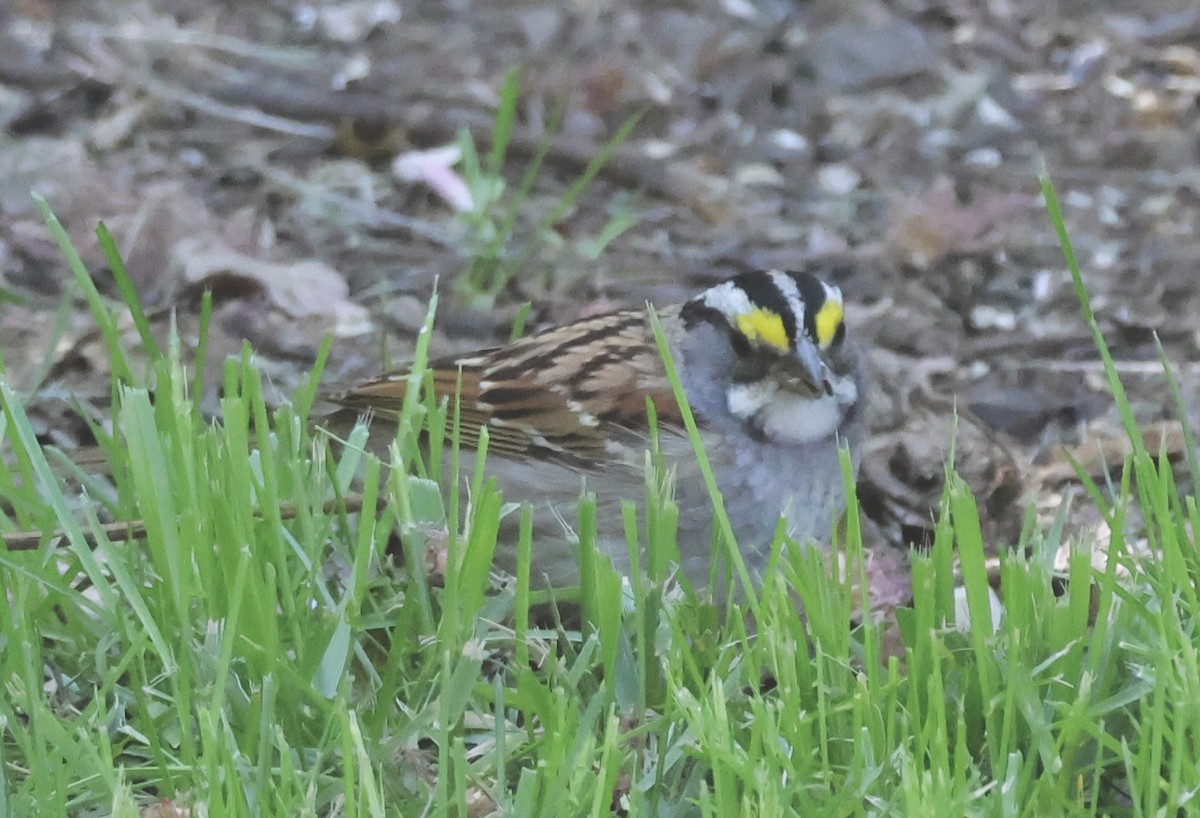 White-throated Sparrow - ML618738130