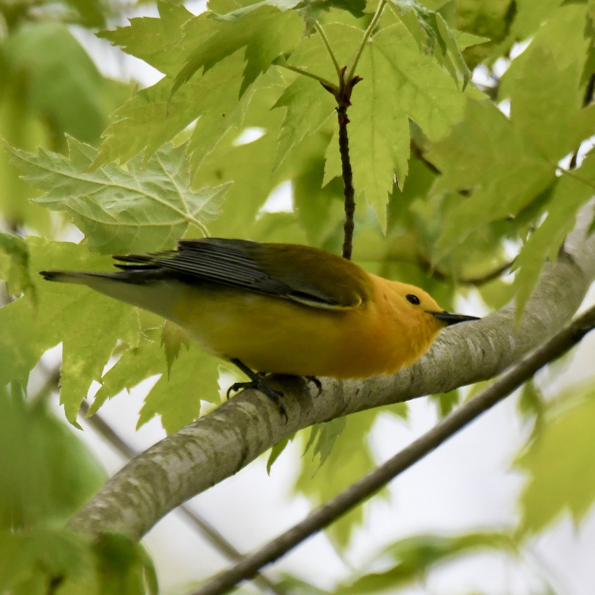 Prothonotary Warbler - Michael Hatton