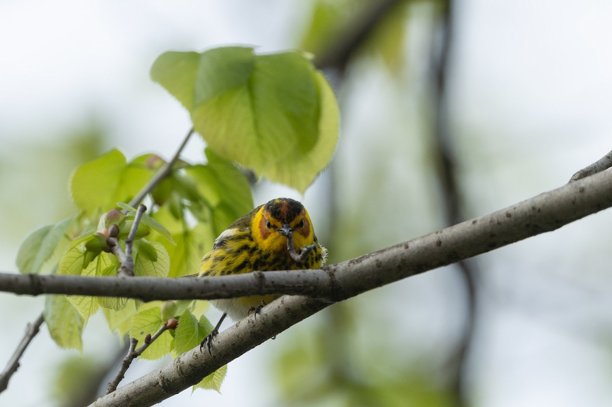 Cape May Warbler - ML618738138