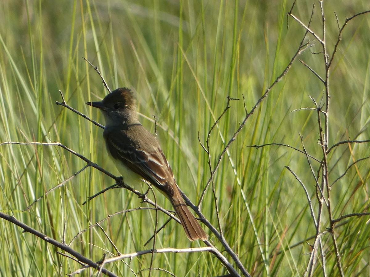 Great Crested Flycatcher - ML618738145