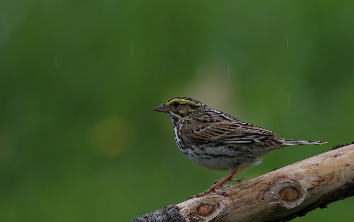 Savannah Sparrow - ML618738158