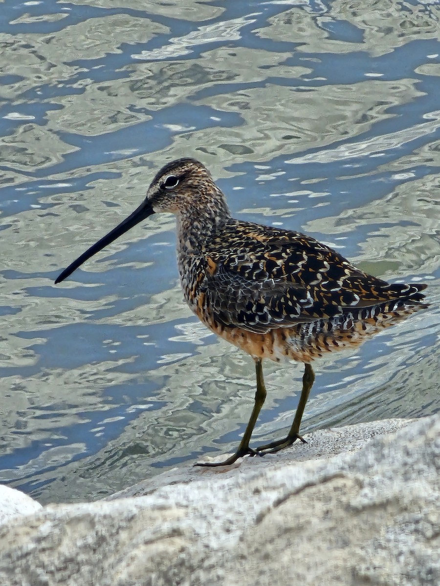 Long-billed Dowitcher - ML618738161