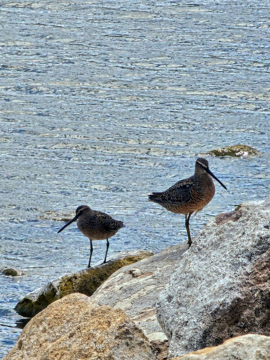 Long-billed Dowitcher - ML618738162