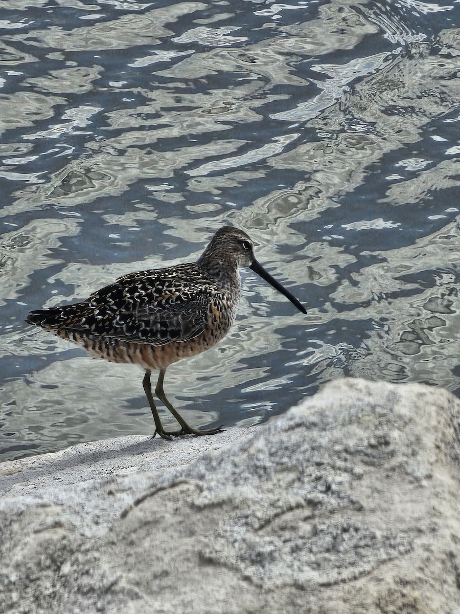 Long-billed Dowitcher - ML618738164