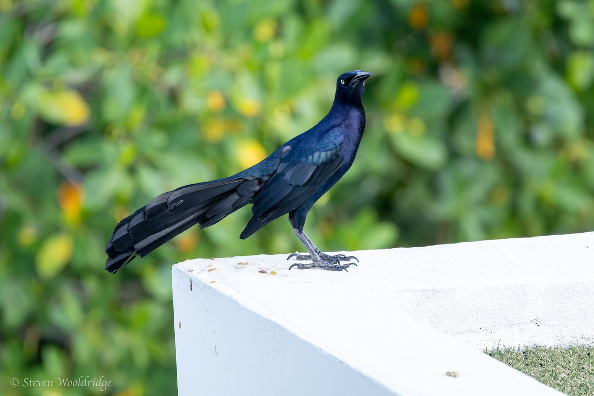 Great-tailed Grackle - ML618738185