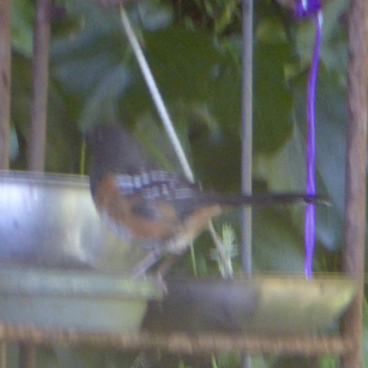 Spotted Towhee - ML618738186