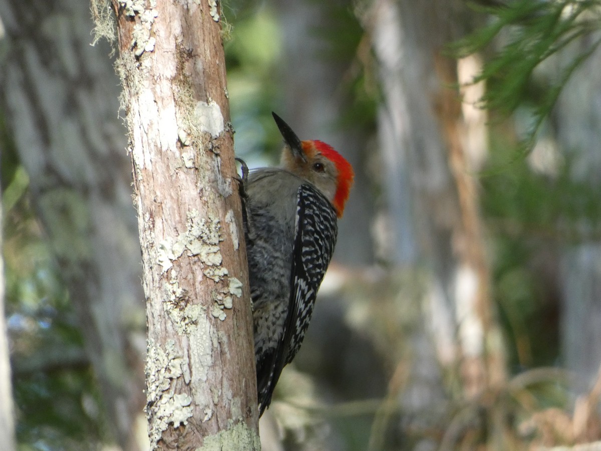 Red-bellied Woodpecker - ML618738188
