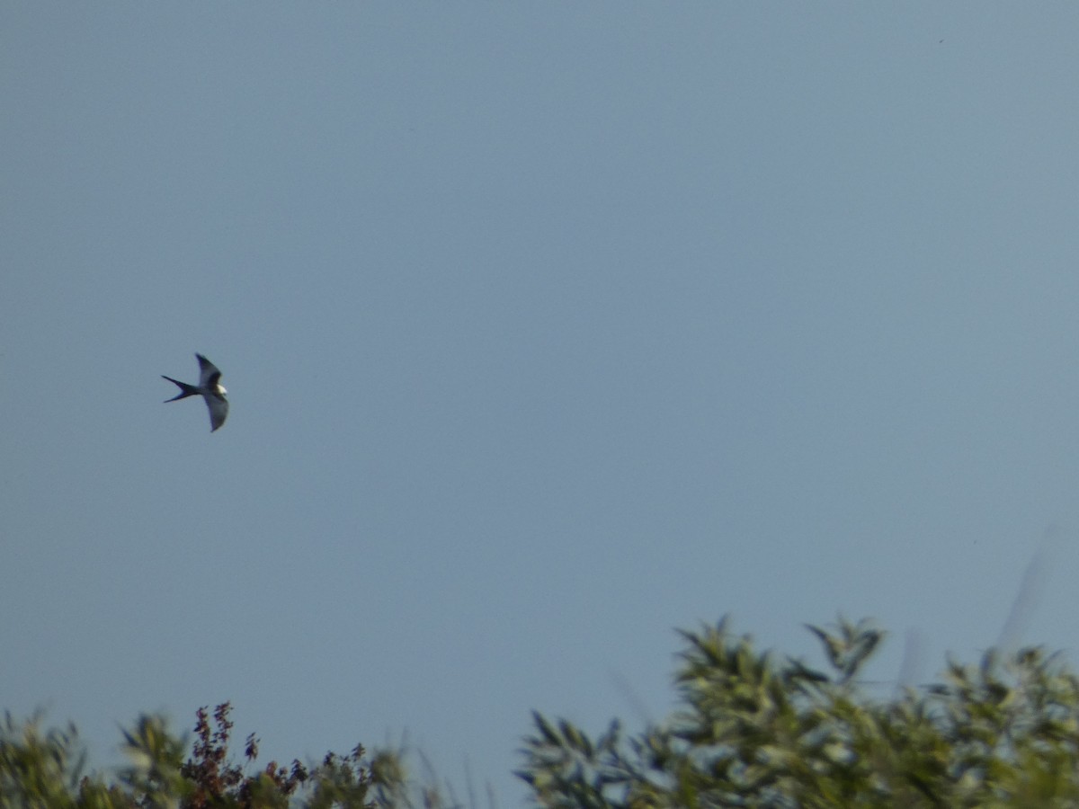 Swallow-tailed Kite - ML618738220