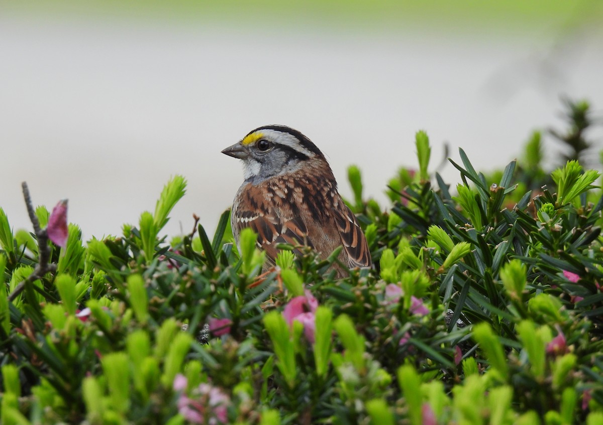 White-throated Sparrow - ML618738225