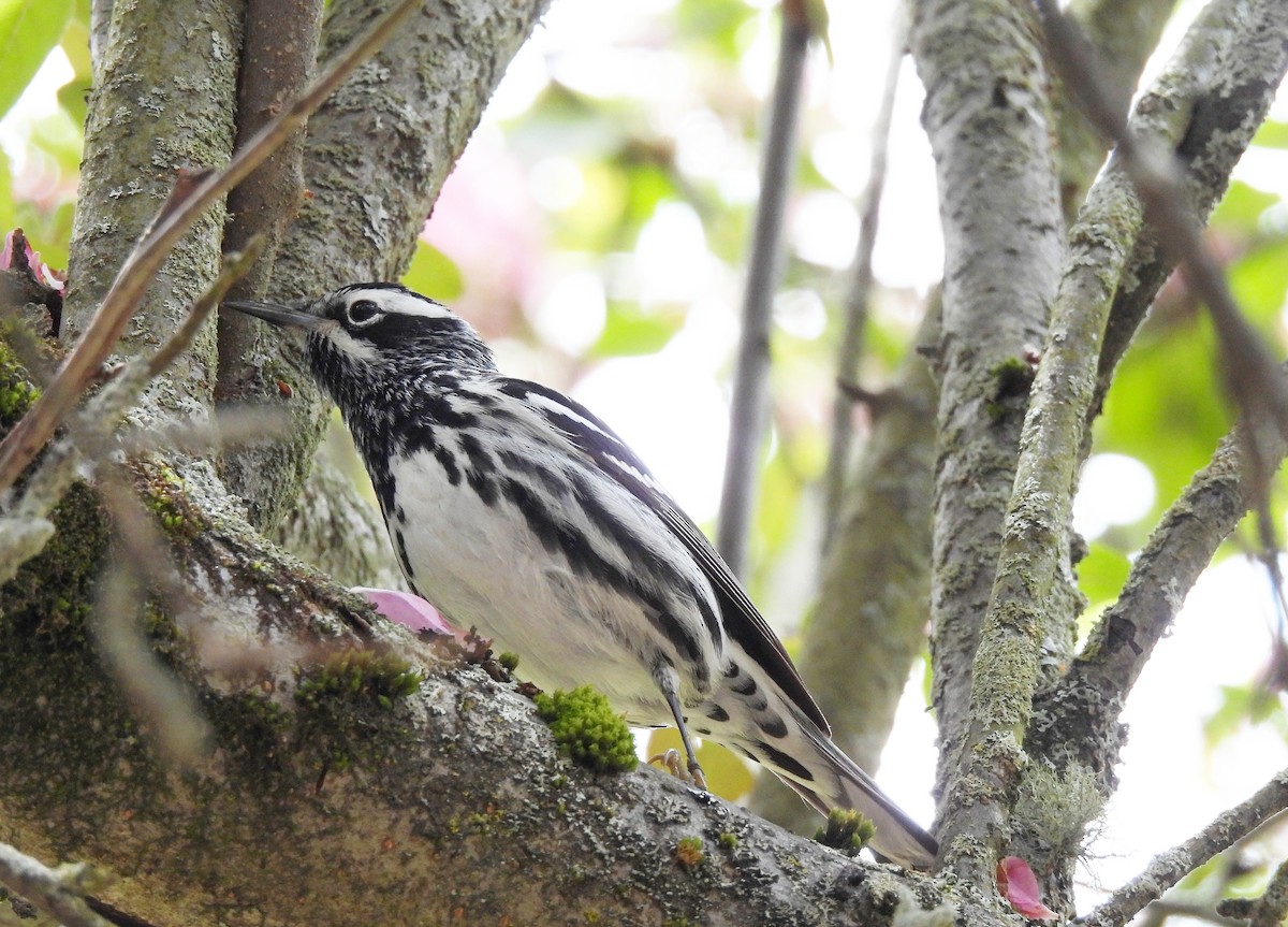 Black-and-white Warbler - ML618738232