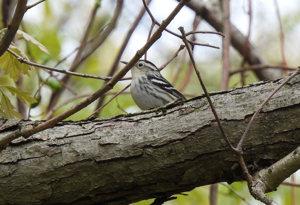 Black-and-white Warbler - ML618738242