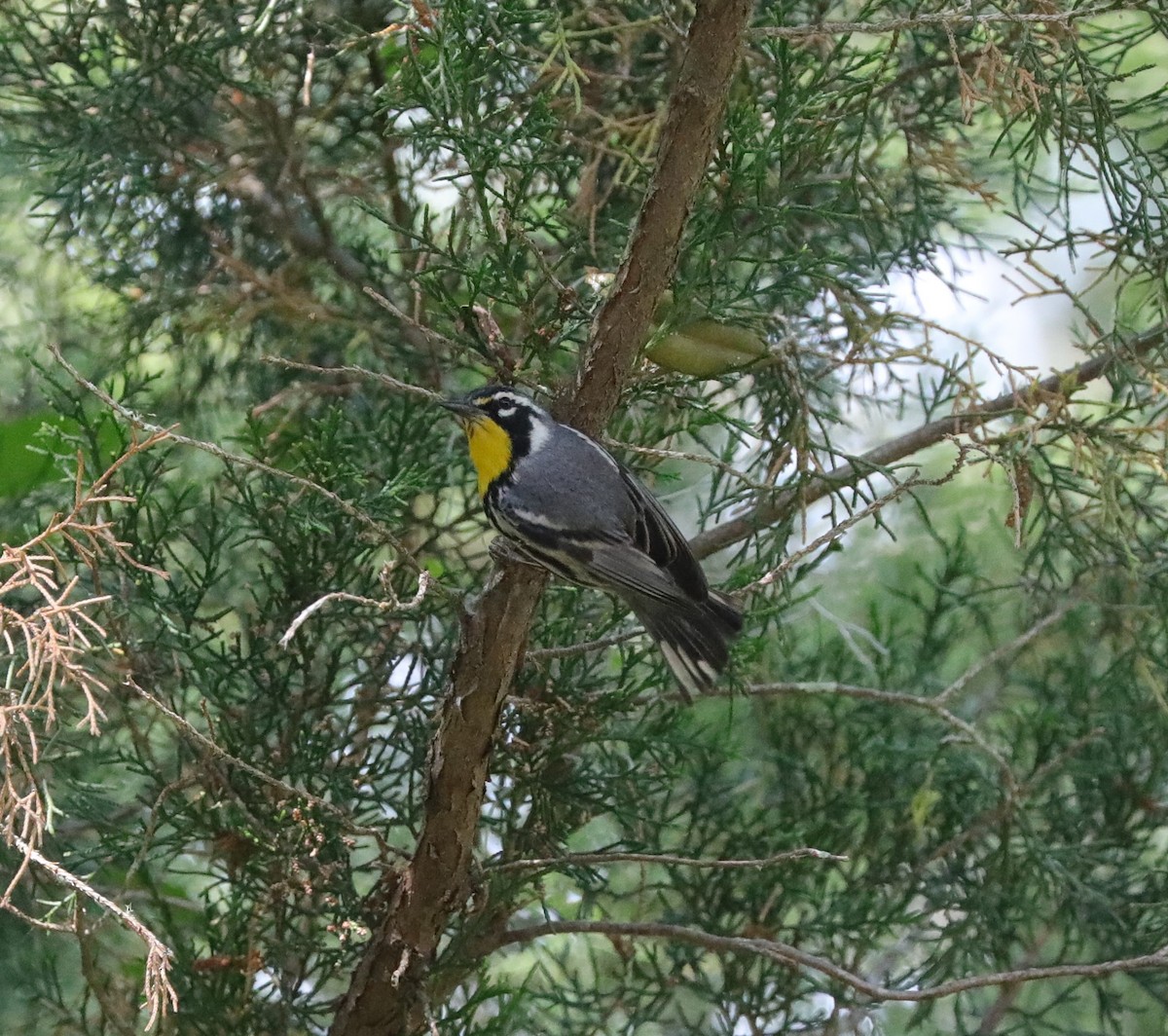 Yellow-throated Warbler - ML618738270