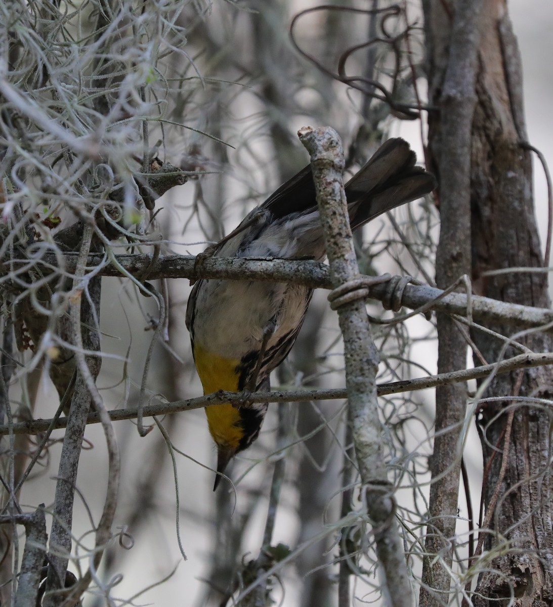 Yellow-throated Warbler - ML618738275