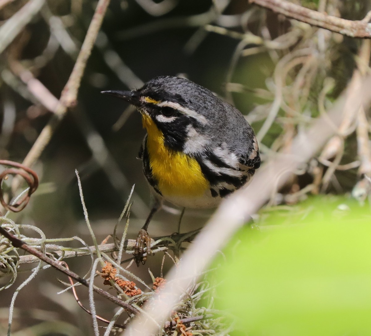 Yellow-throated Warbler - ML618738281
