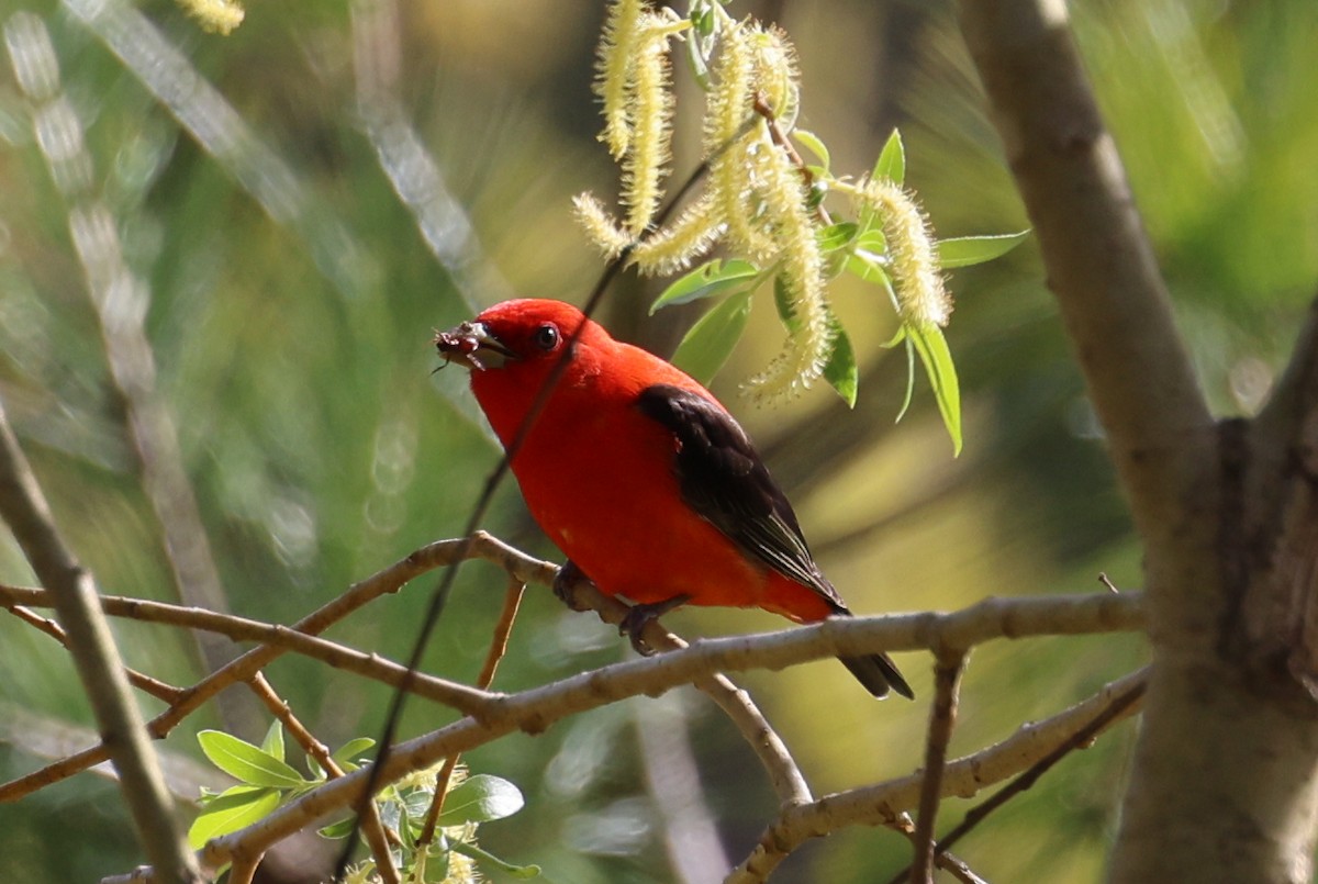Scarlet Tanager - ML618738300