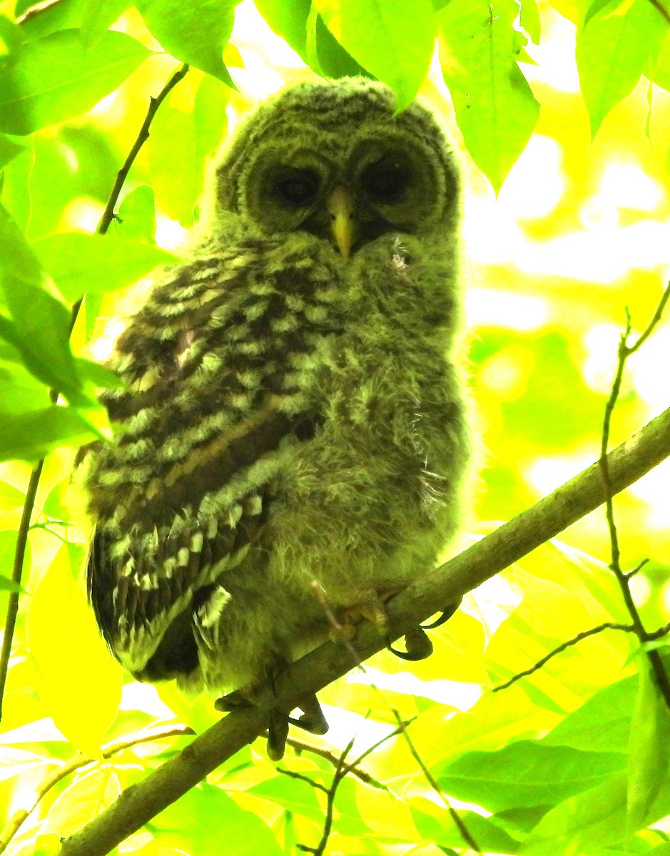 Barred Owl - ML618738340