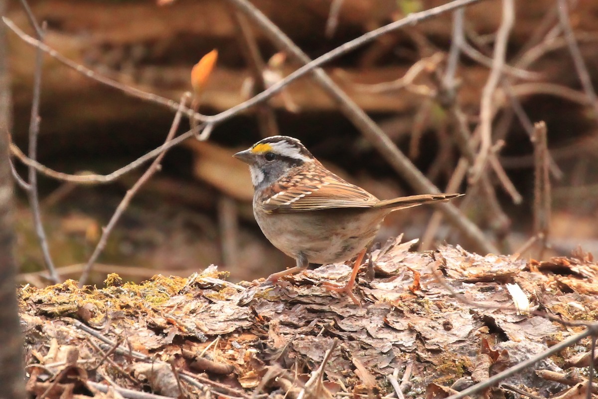 White-throated Sparrow - ML618738347
