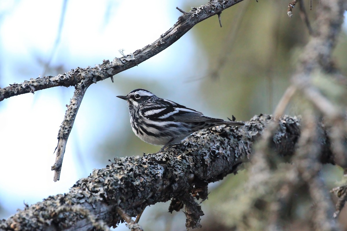 Black-and-white Warbler - ML618738355