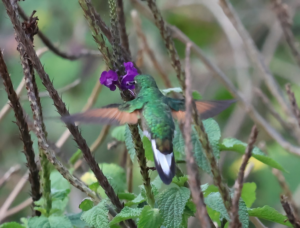 Stripe-tailed Hummingbird - Sally Veach