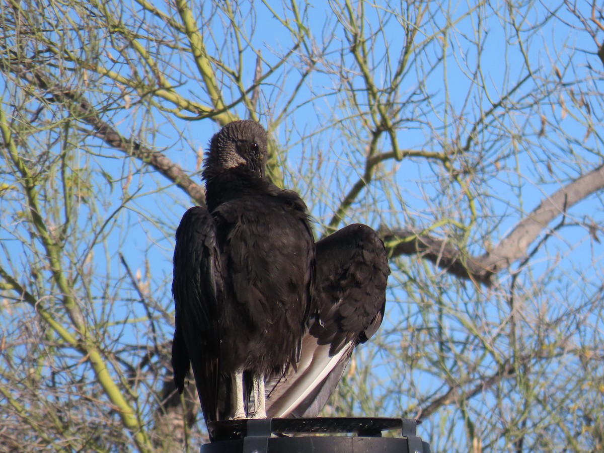 Black Vulture - ML618738396