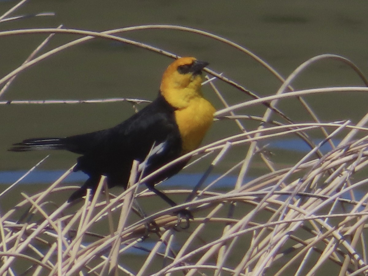 Yellow-headed Blackbird - ML618738408