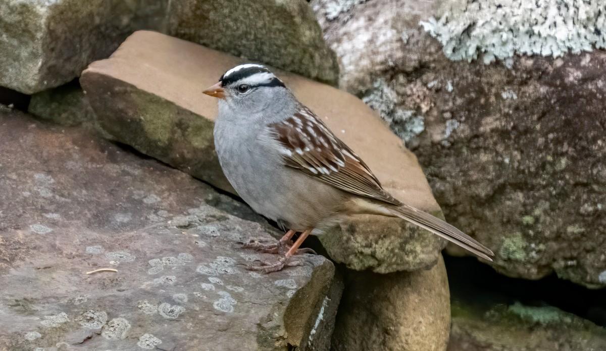 White-crowned Sparrow - ML618738417