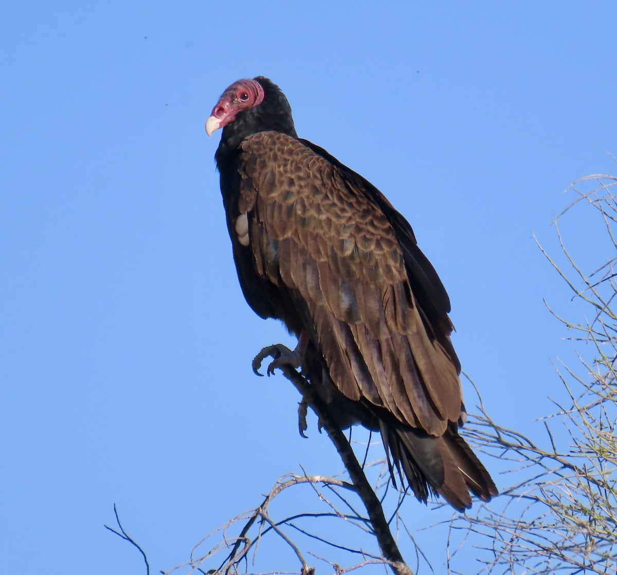Turkey Vulture - Don Witter