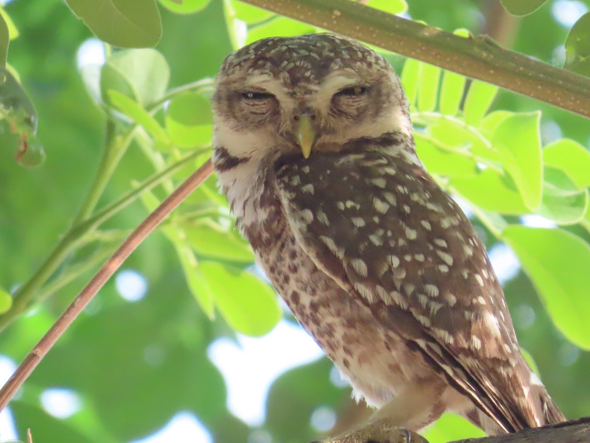 Spotted Owlet - ML618738437