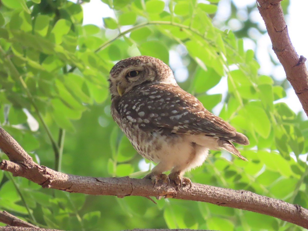 Spotted Owlet - ML618738439