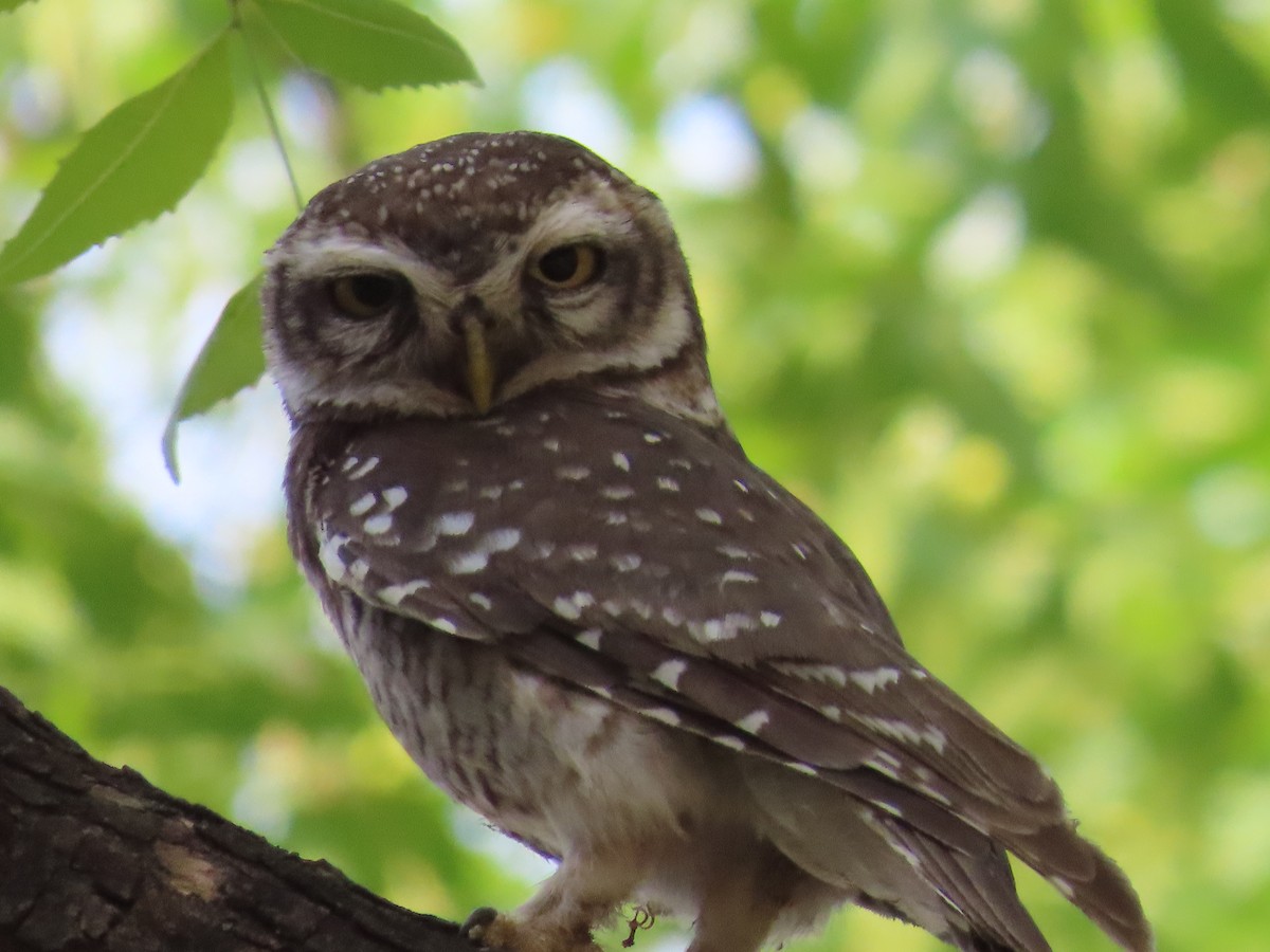 Spotted Owlet - ML618738458