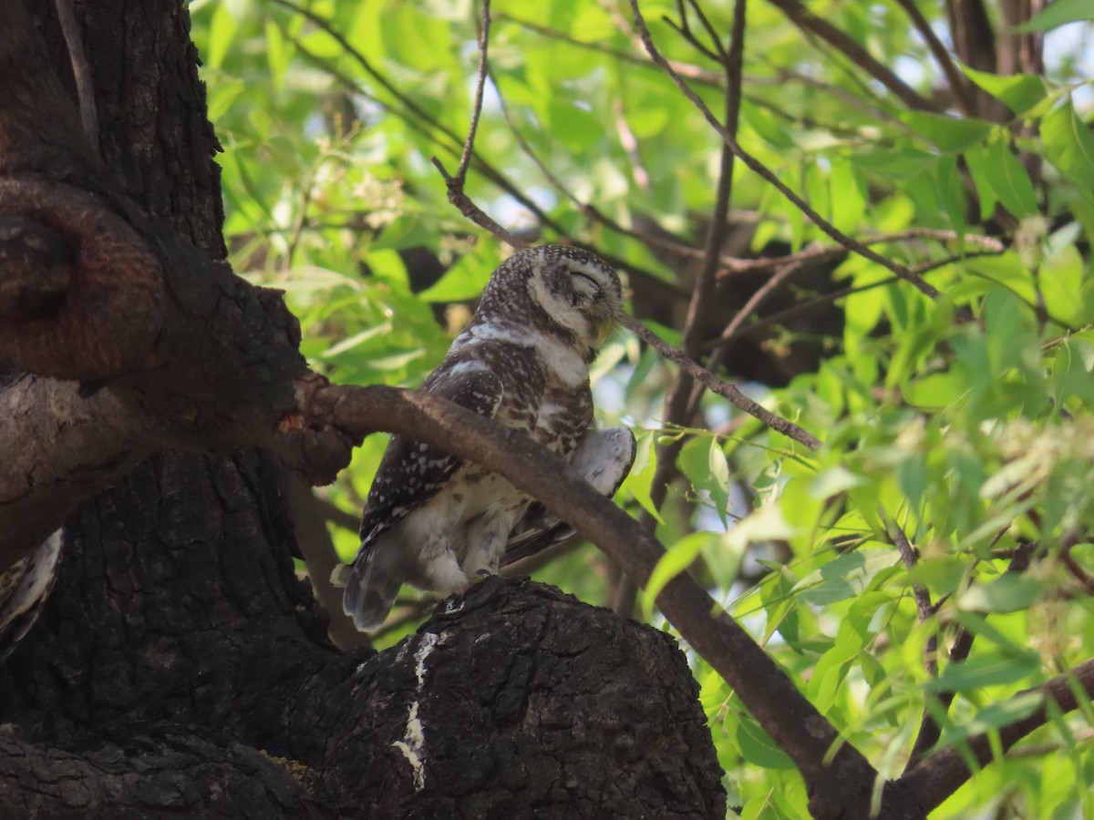 Spotted Owlet - ML618738469