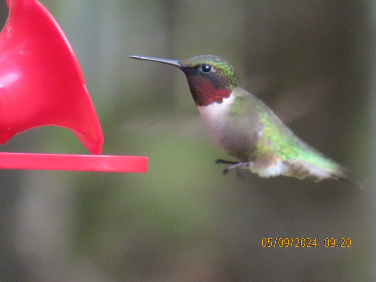 Ruby-throated Hummingbird - Carrie Sweredoski
