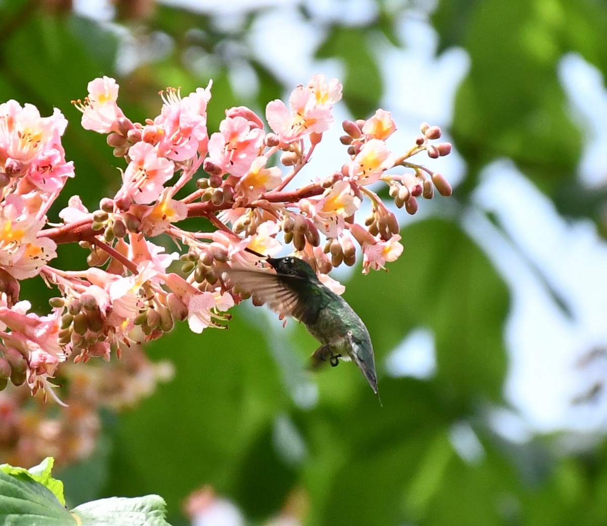 Ruby-throated Hummingbird - ML618738503