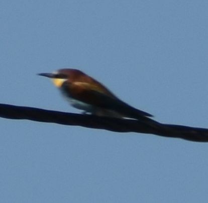 European Bee-eater - ML618738505