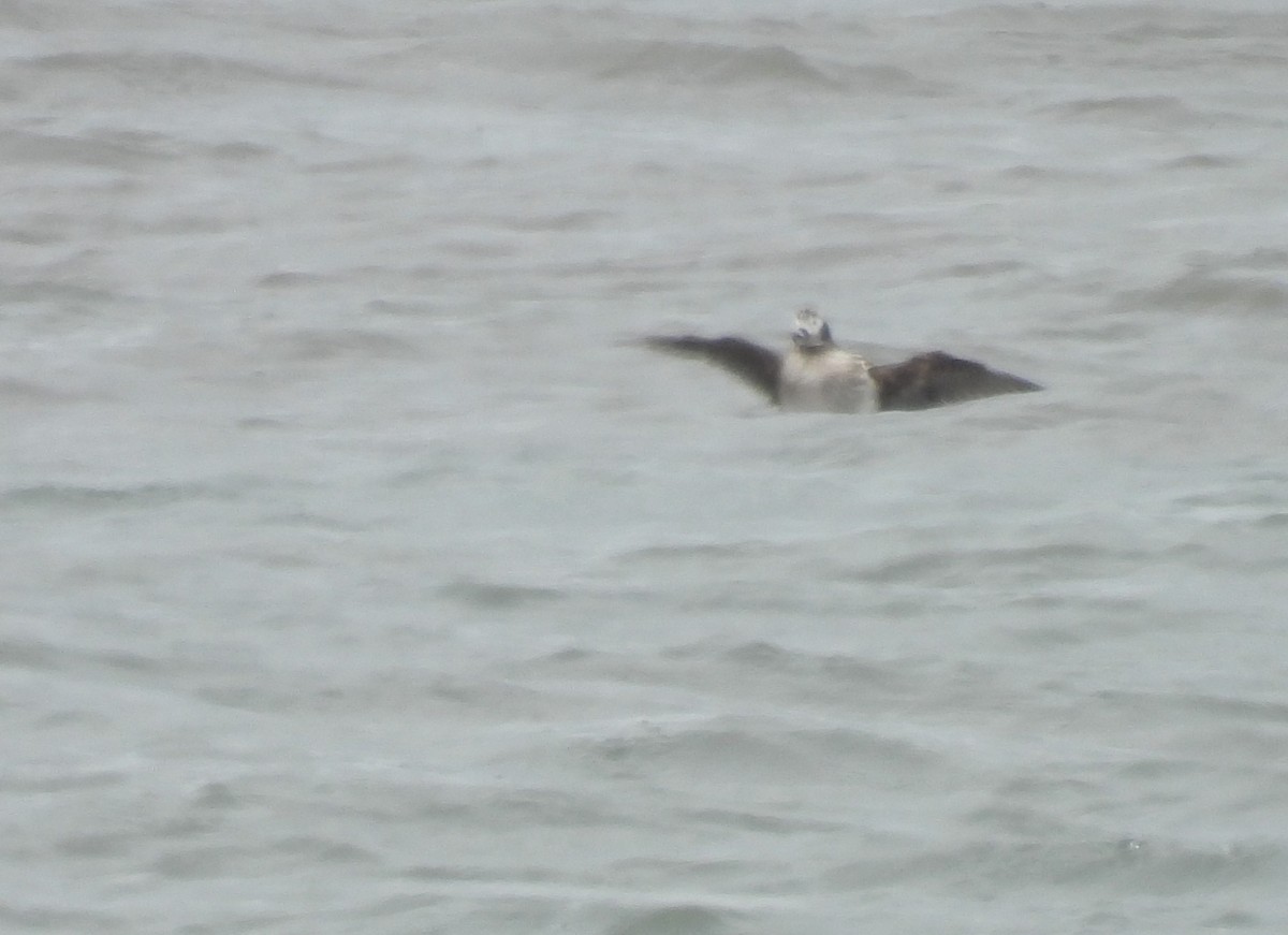 Long-tailed Duck - ML618738539