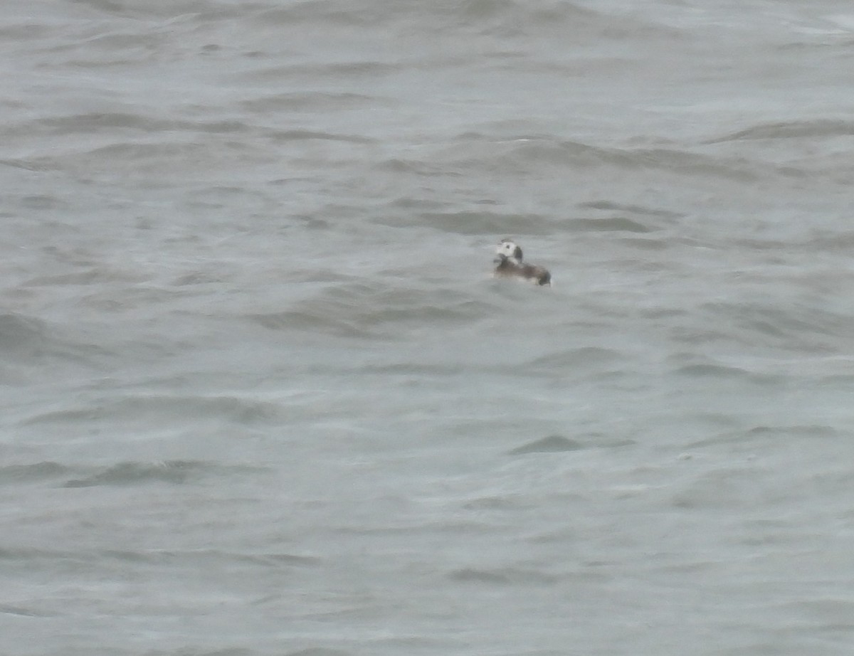 Long-tailed Duck - ML618738540