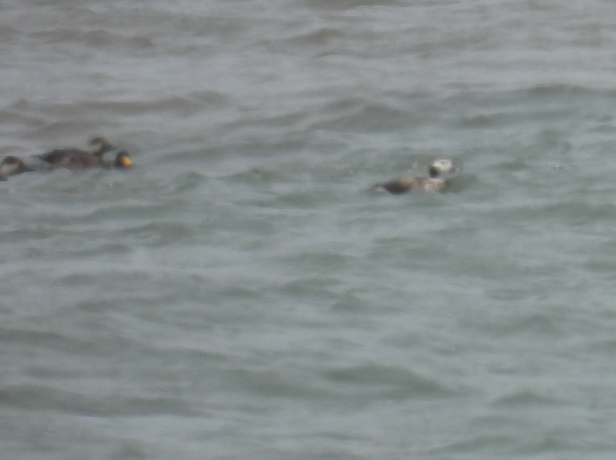 Long-tailed Duck - ML618738541