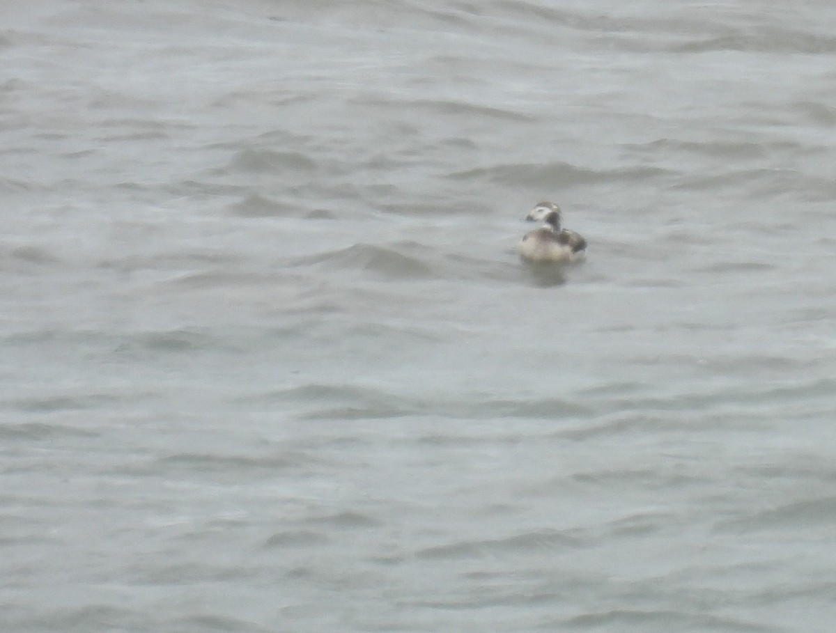 Long-tailed Duck - ML618738542