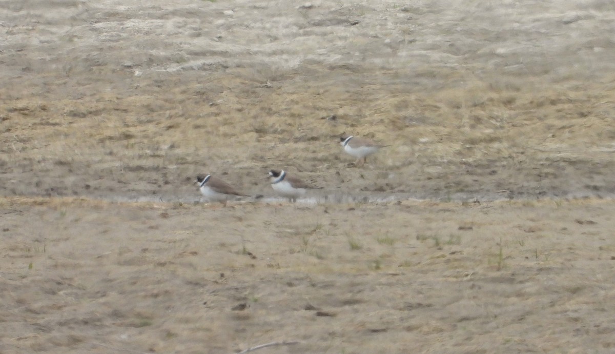 Semipalmated Plover - ML618738567