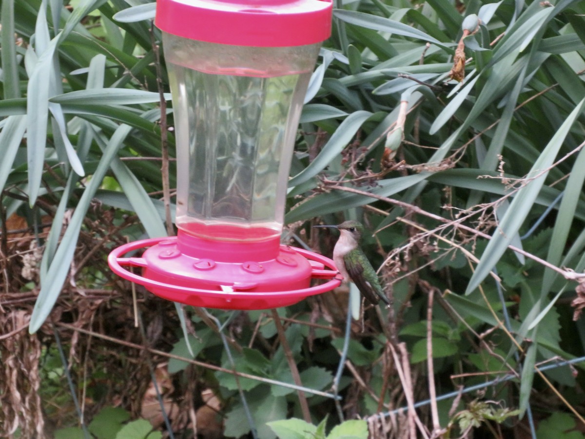 Ruby-throated Hummingbird - ML618738581