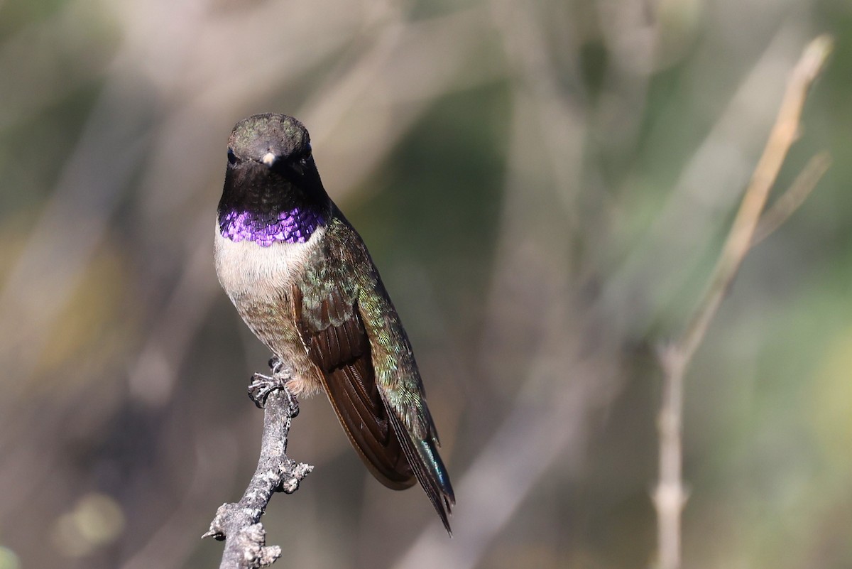 Black-chinned Hummingbird - ML618738611
