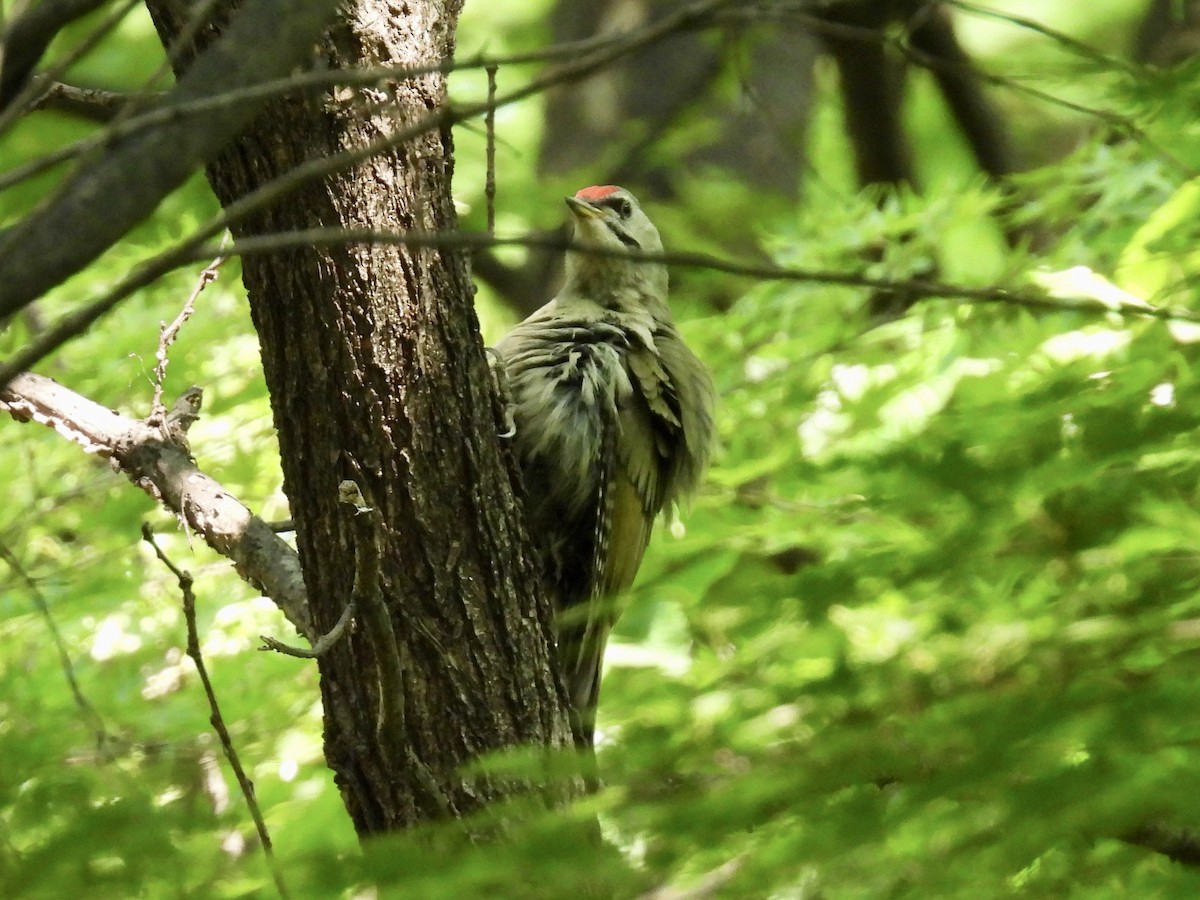 Gray-headed Woodpecker - ML618738618
