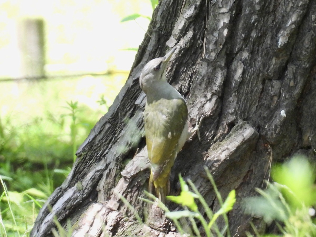Gray-headed Woodpecker - ML618738619