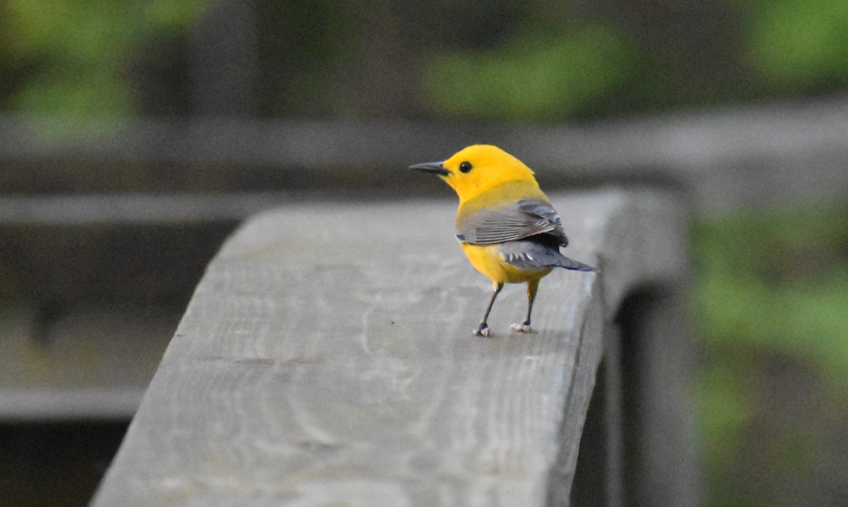 Prothonotary Warbler - ML618738669